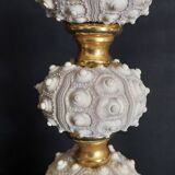Cabinet of Curiosities globe with sea urchins phyllacanthus imperialis