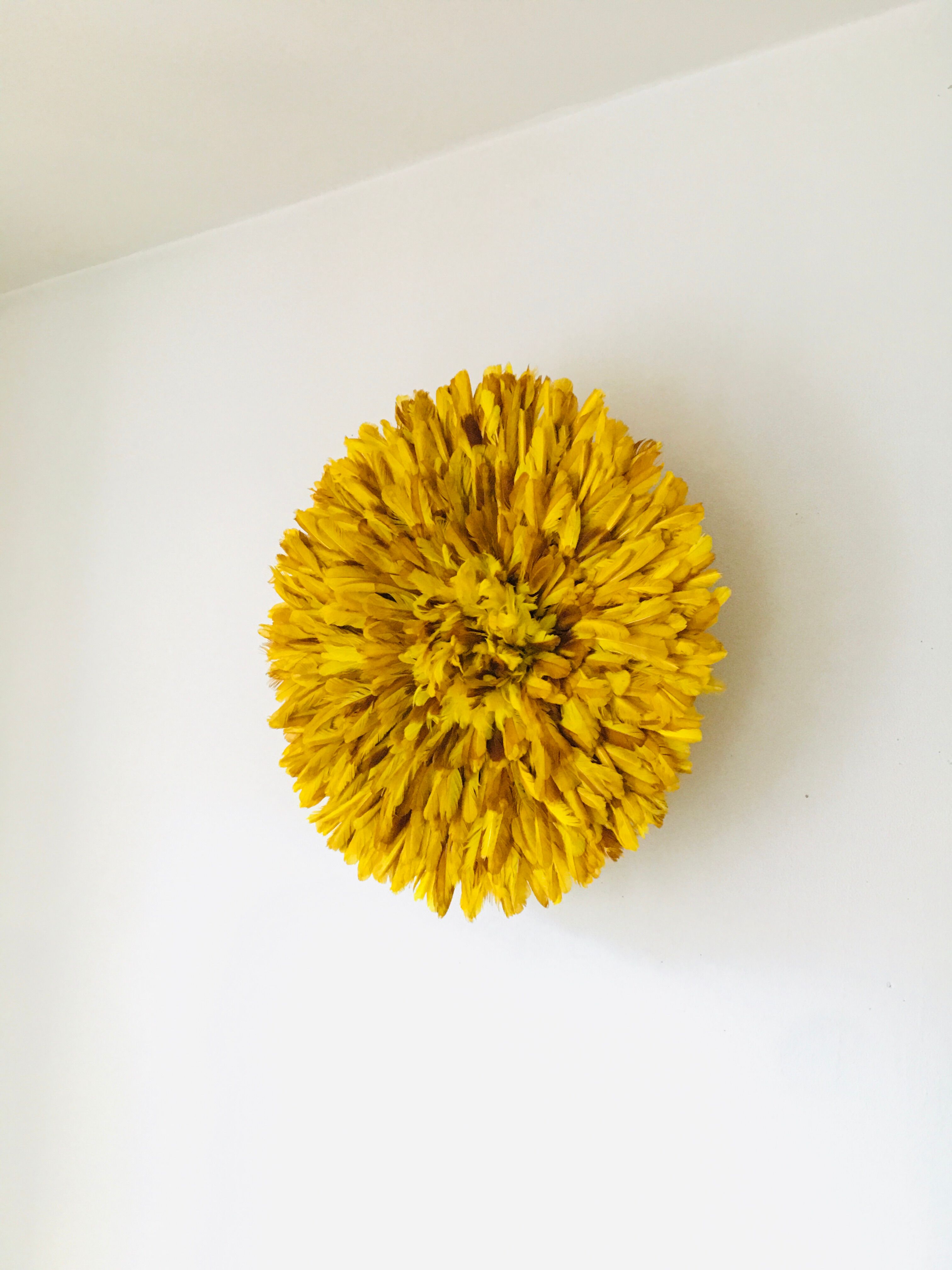 Yellow Jujuhat 55 cm