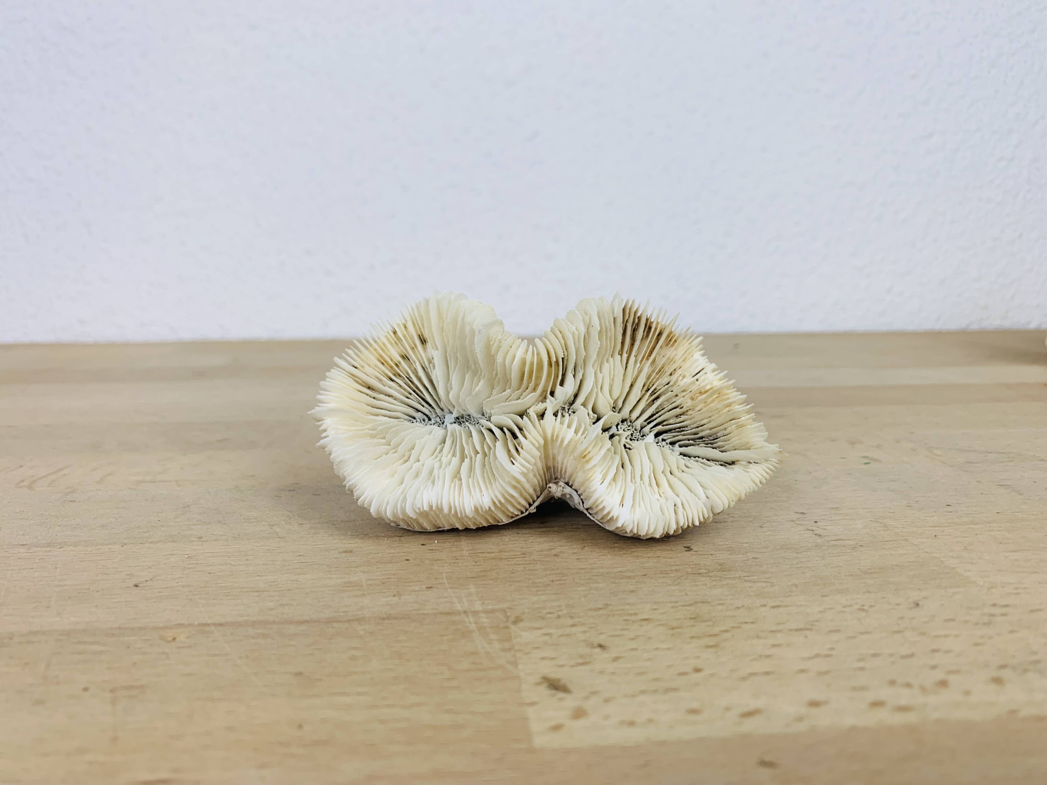 3 old white corals, coral