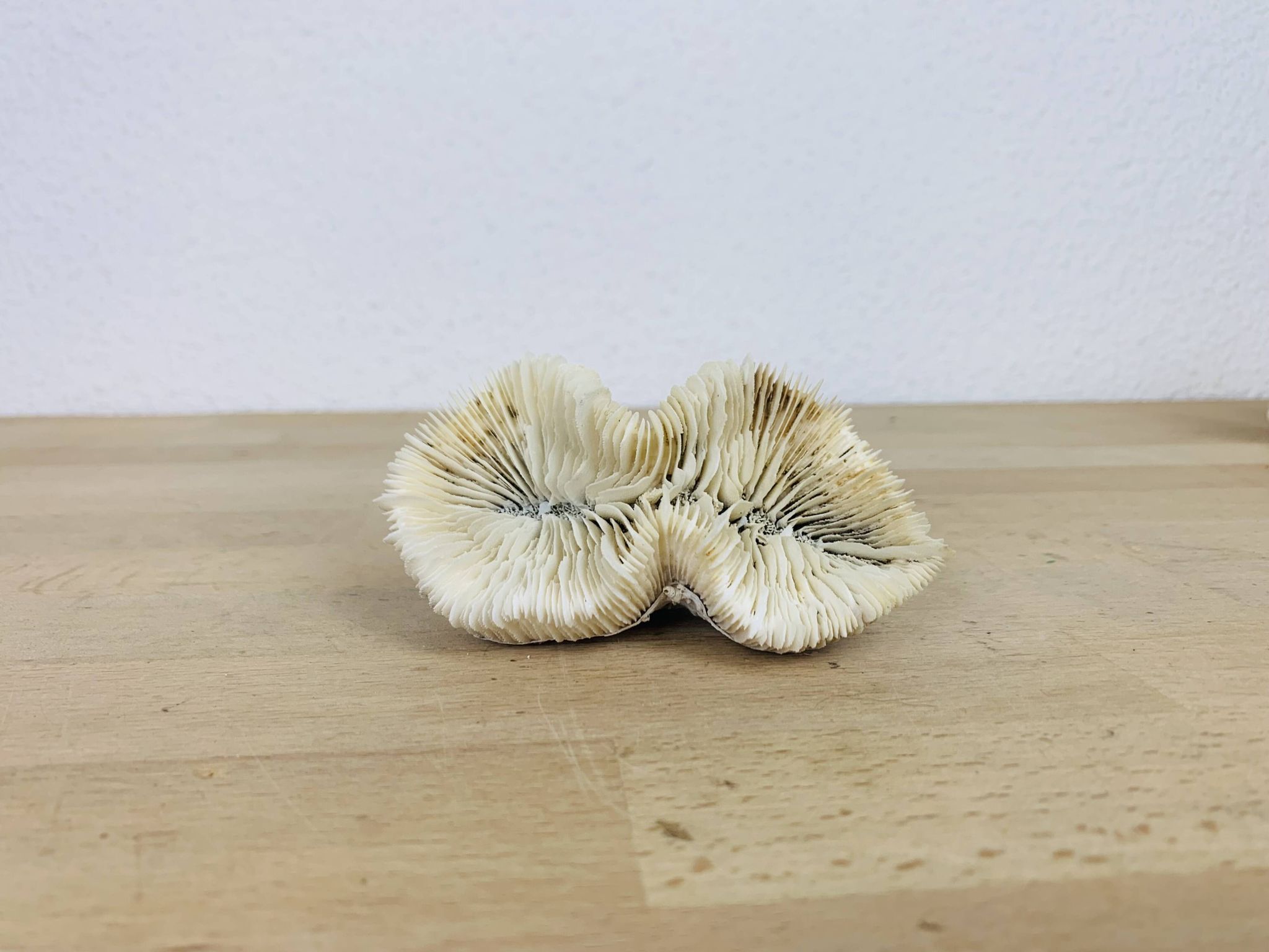 3 old white corals, coral