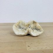 3 old white corals, coral