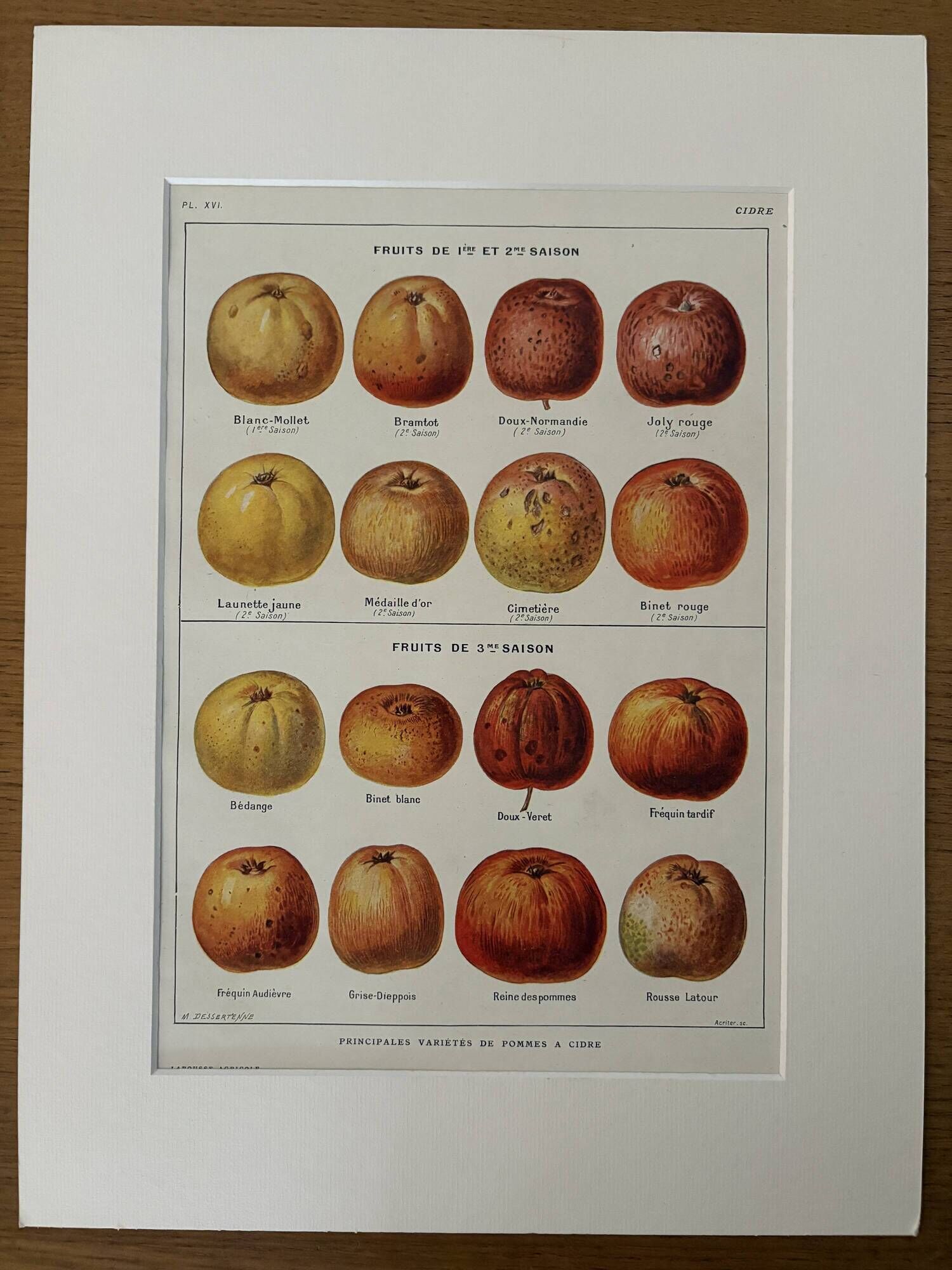 Old illustrated board on cider apples (1920)