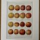 Old illustrated board on cider apples (1920)