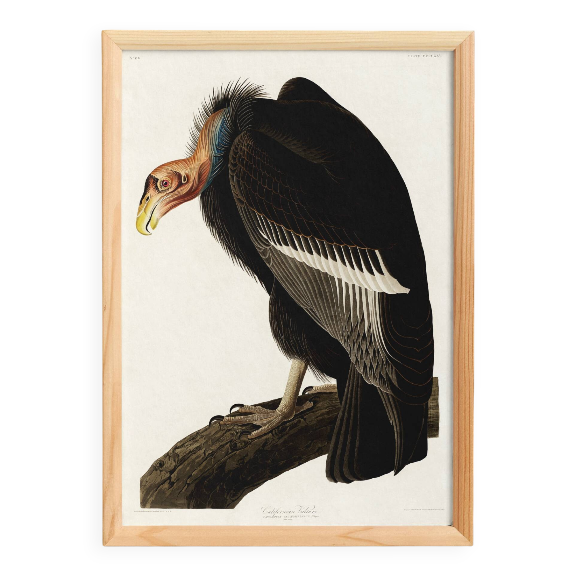 Poster about the California Condor, based on an old engraving from 1827.