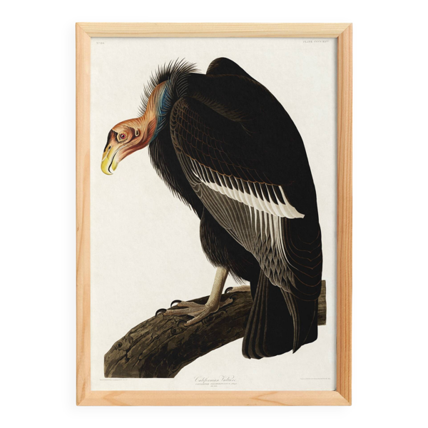 Affiche sur le Condor de Californie, d’après une gravure ancienne de 1827.