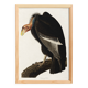Poster about the California Condor, based on an old engraving from 1827.