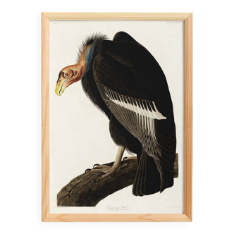 Poster about the California Condor, based on an old engraving from 1827.