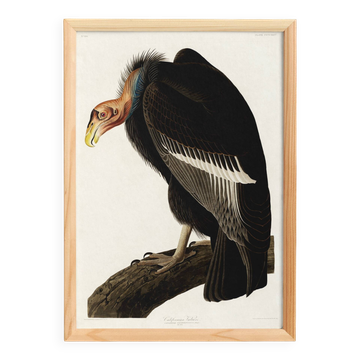Poster about the California Condor, based on an old engraving from 1827.