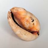 Red Helmet Shell or Bull's Mouth Helmet (Cypraecassis rufa)
