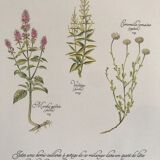 Vintage botanical plank