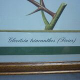 2 reproductions of botanical drawings by P. Bessa