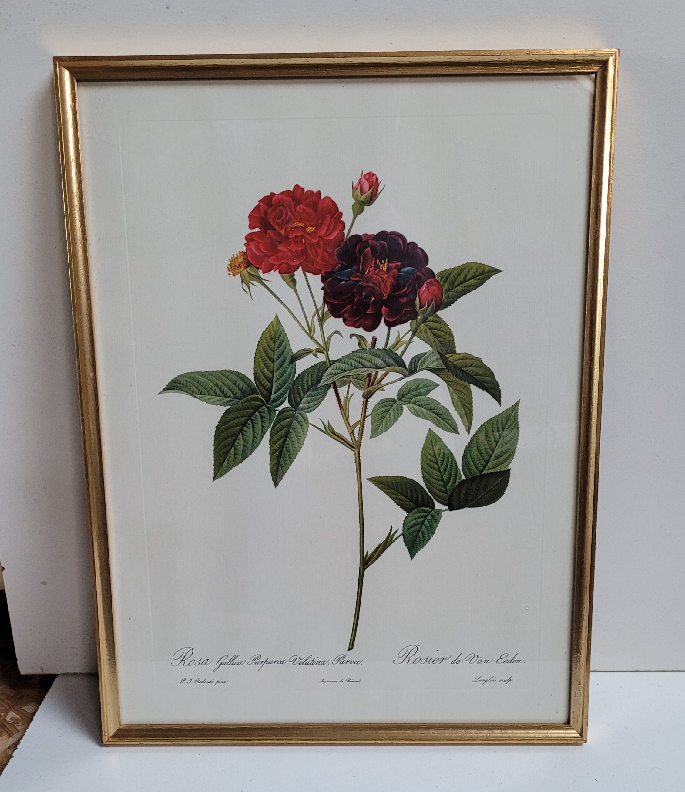 Lithograph under frame Rosier Van Eeden