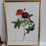 Lithograph under frame Rosier Van Eeden