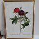 Lithograph under frame Rosier Van Eeden