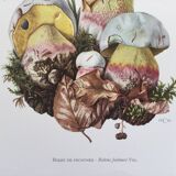 Botanical Illustration Mushrooms Fechtner's Bolete Vintage Print 60s
