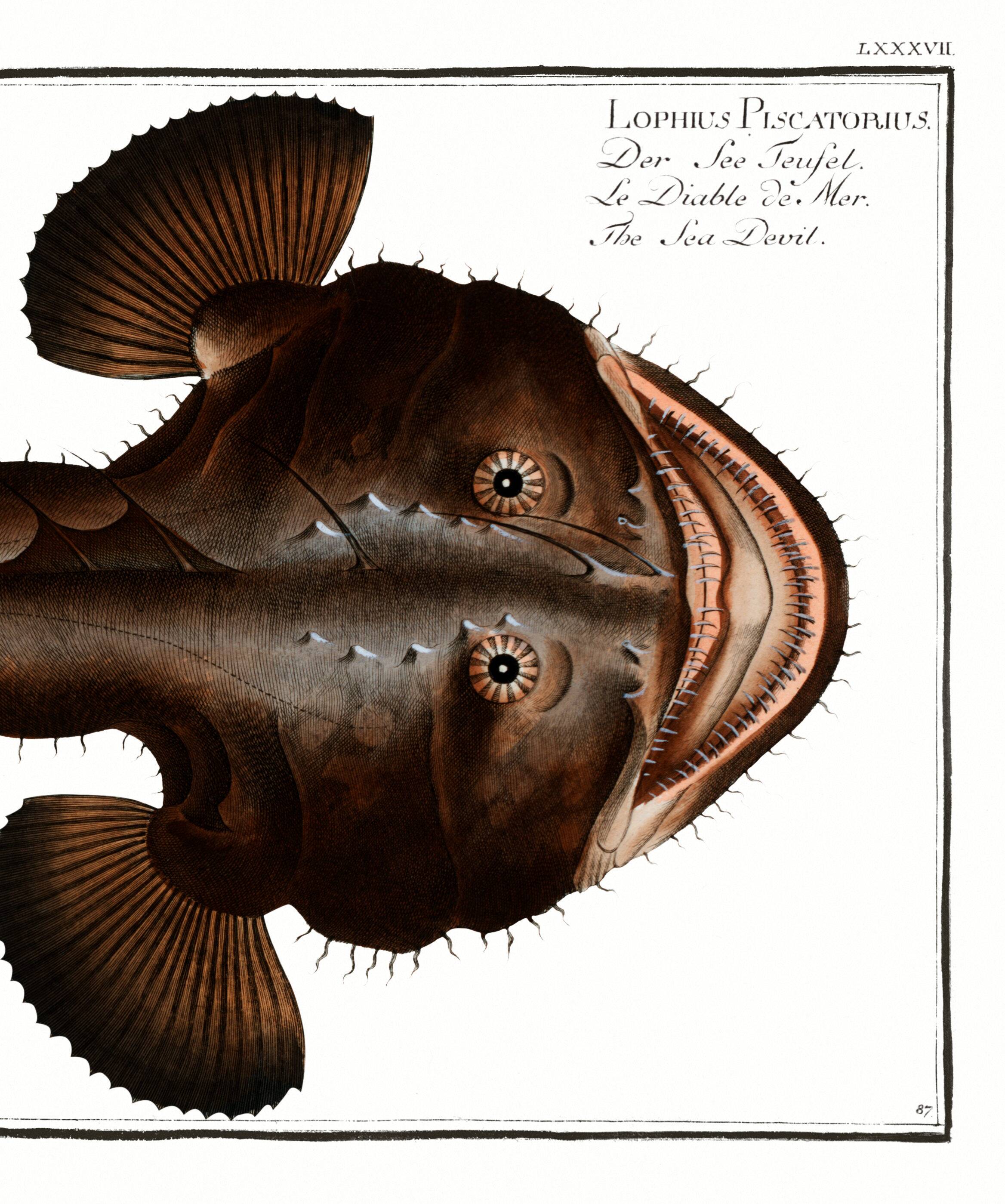 Poster about the anglerfish, based on an old engraving from 1746.