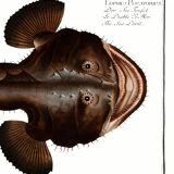 Poster about the anglerfish, based on an old engraving from 1746.