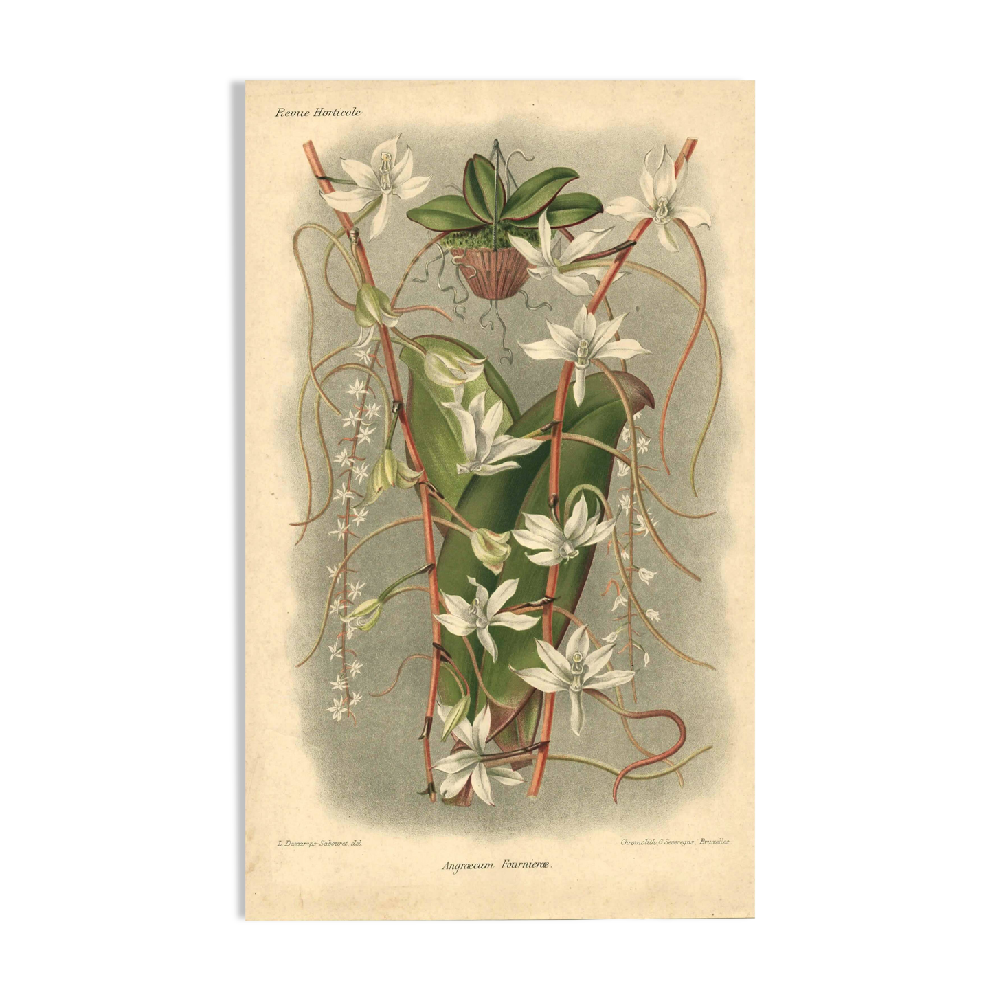 Botanical engraving from 1896 by L. Descamps-Sabouret • Angraecum de Fournier
