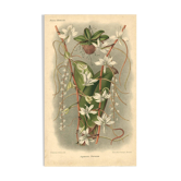 Gravure Botanique de 1896 par L. Descamps-Sabouret • Angraecum de Fournier