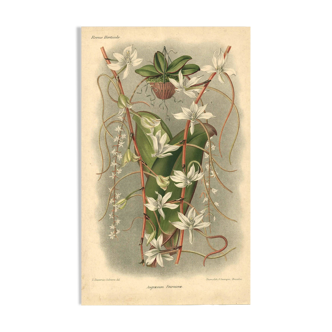 Botanical engraving from 1896 by L. Descamps-Sabouret • Angraecum de Fournier