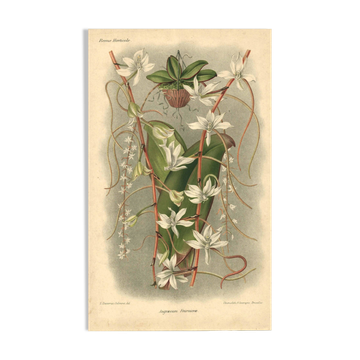 Botanical engraving from 1896 by L. Descamps-Sabouret • Angraecum de Fournier