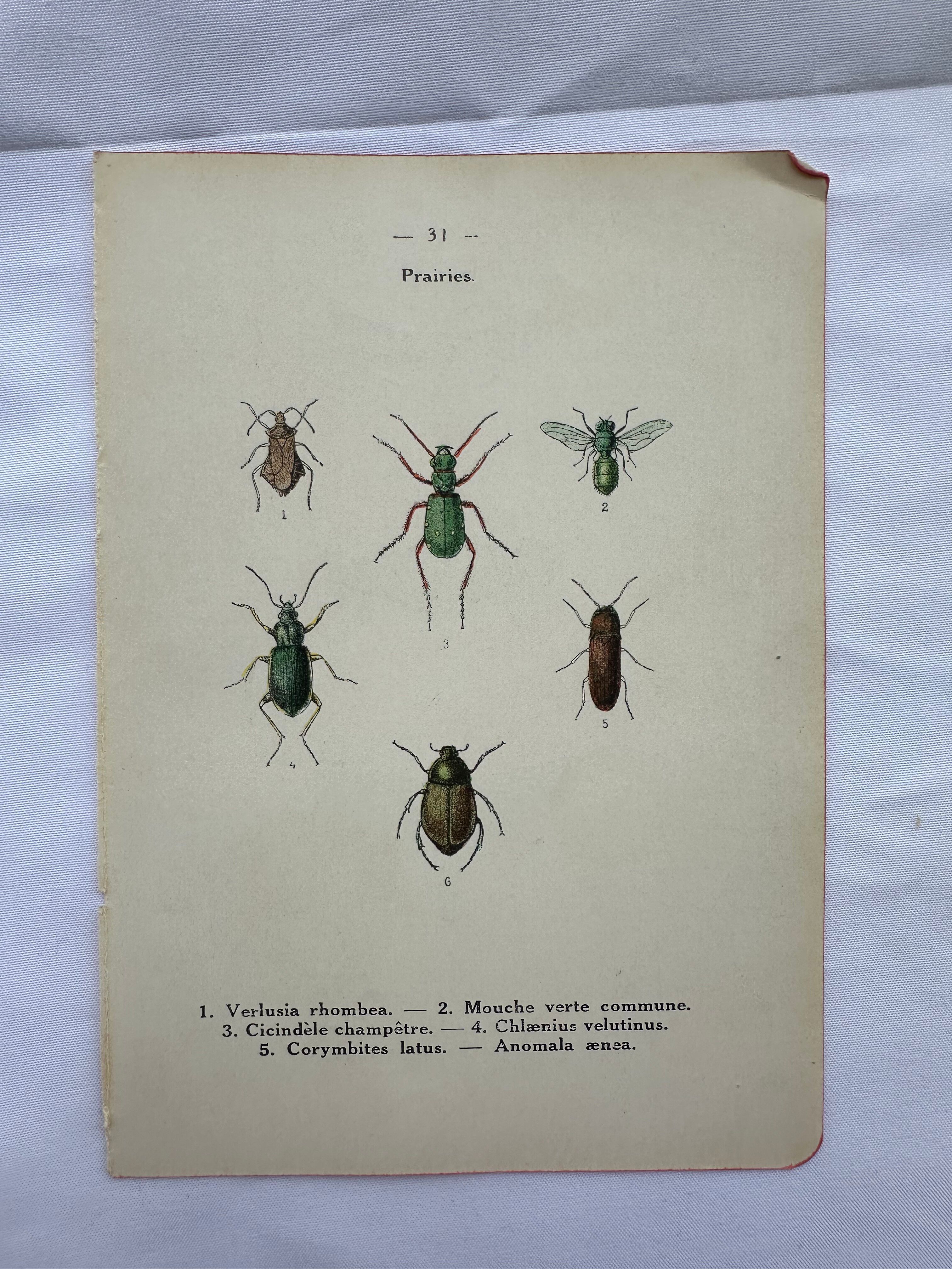 Botanical engraving vintage naturalist poster 1900
