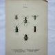 Botanical engraving vintage naturalist poster 1900