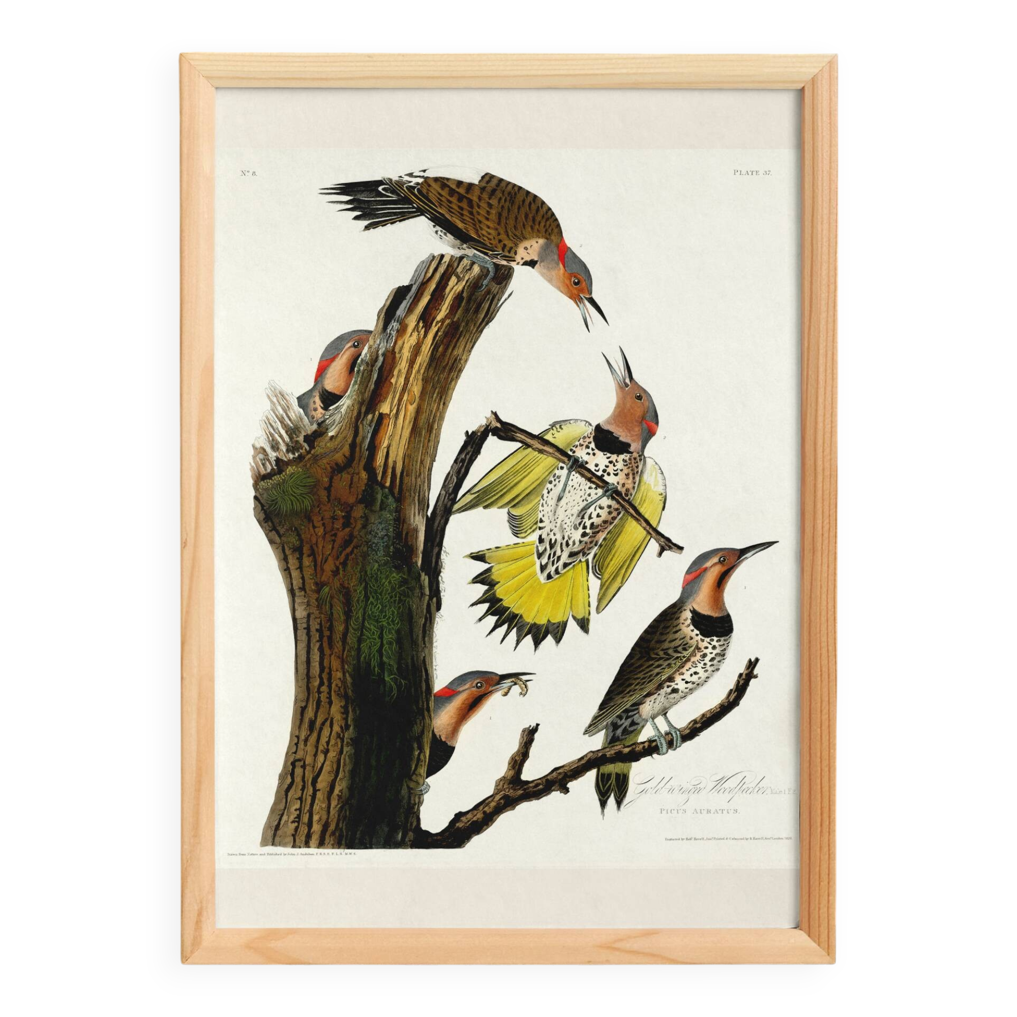 Poster about the Flaming Peak, based on an old engraving from 1827.