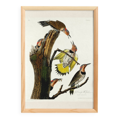 Affiche sur le Pic flamboyant, d’après une gravure ancienne de 1827.