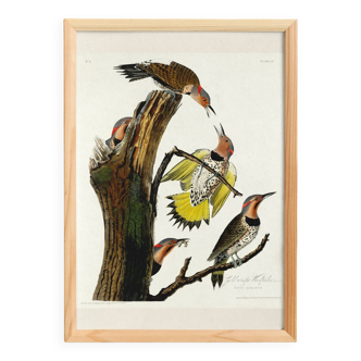 Poster about the Flaming Peak, based on an old engraving from 1827.