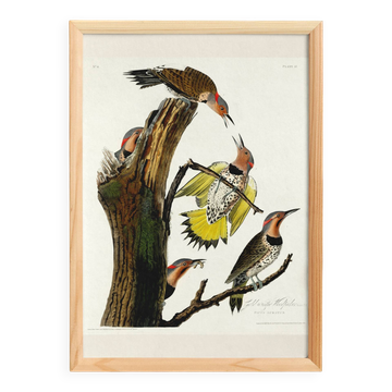 Affiche sur le Pic flamboyant, d’après une gravure ancienne de 1827.