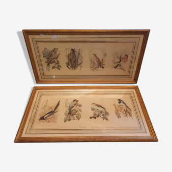 Lot 2 aquarelles oiseaux anciennes