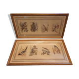 Lot 2 aquarelles oiseaux anciennes