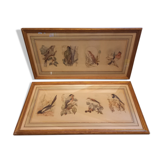Lot 2 aquarelles oiseaux anciennes