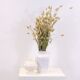 Carstens Tonnieshof white vase