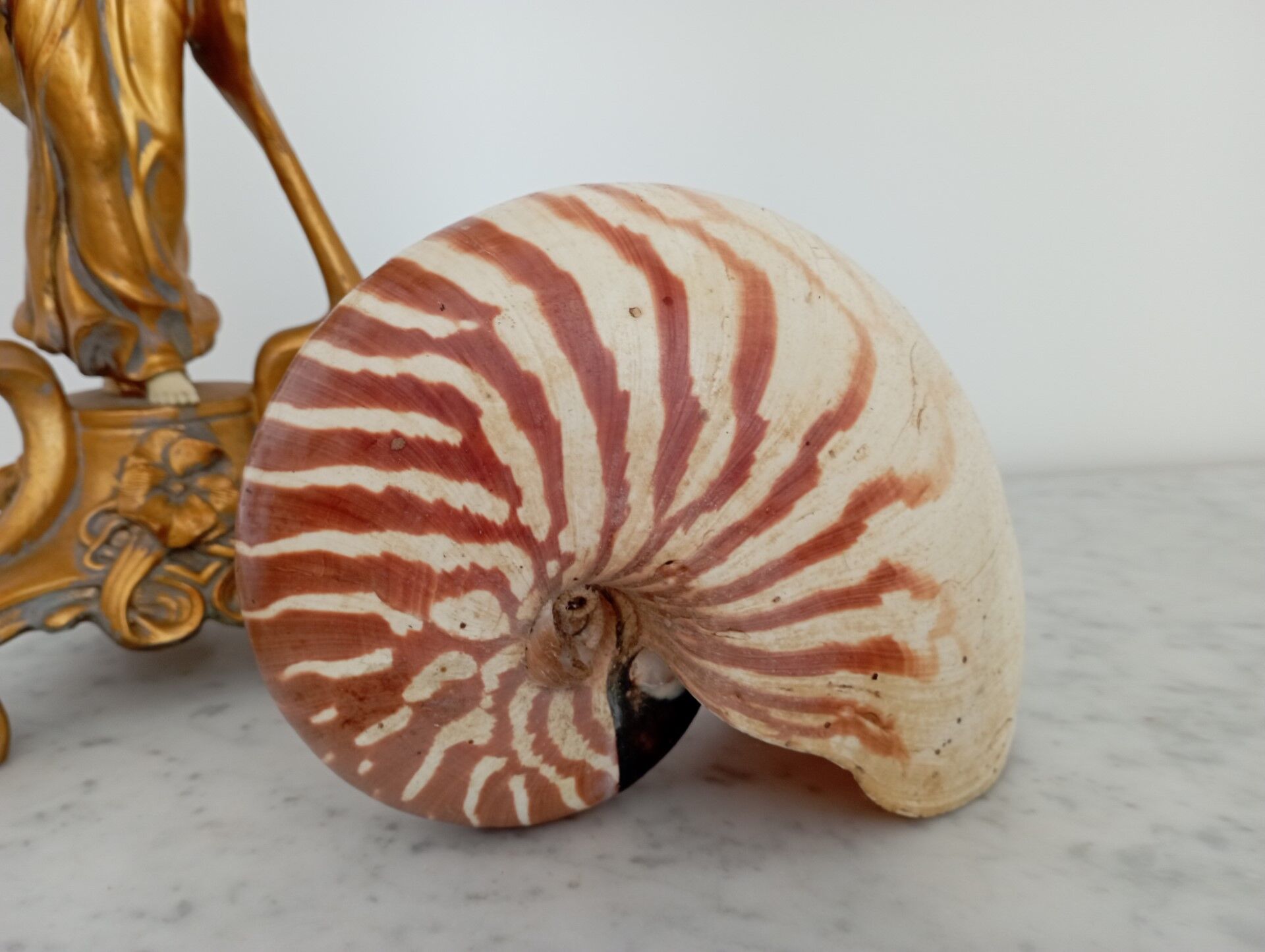 Nautilus shell
