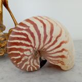 Nautilus shell