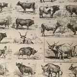 Lithograph on beef - 1900
