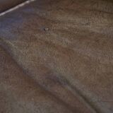 Cowhide Leather Wingback Chair in Light Cognac Color