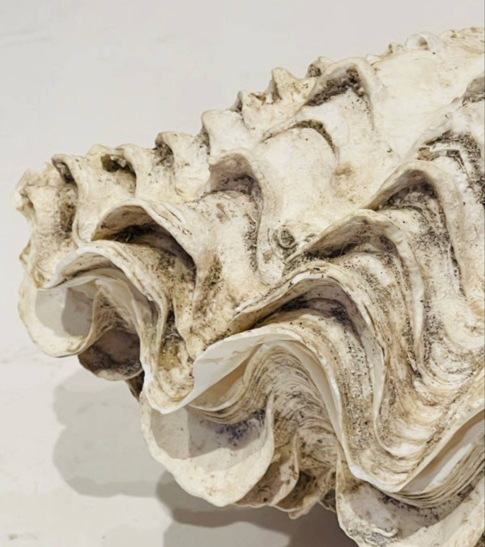 Blessed bivalve shell