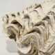 Blessed bivalve shell