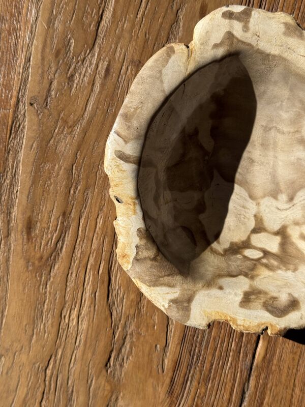 Coupe en bois pétrifié ronde beige D21- 3780