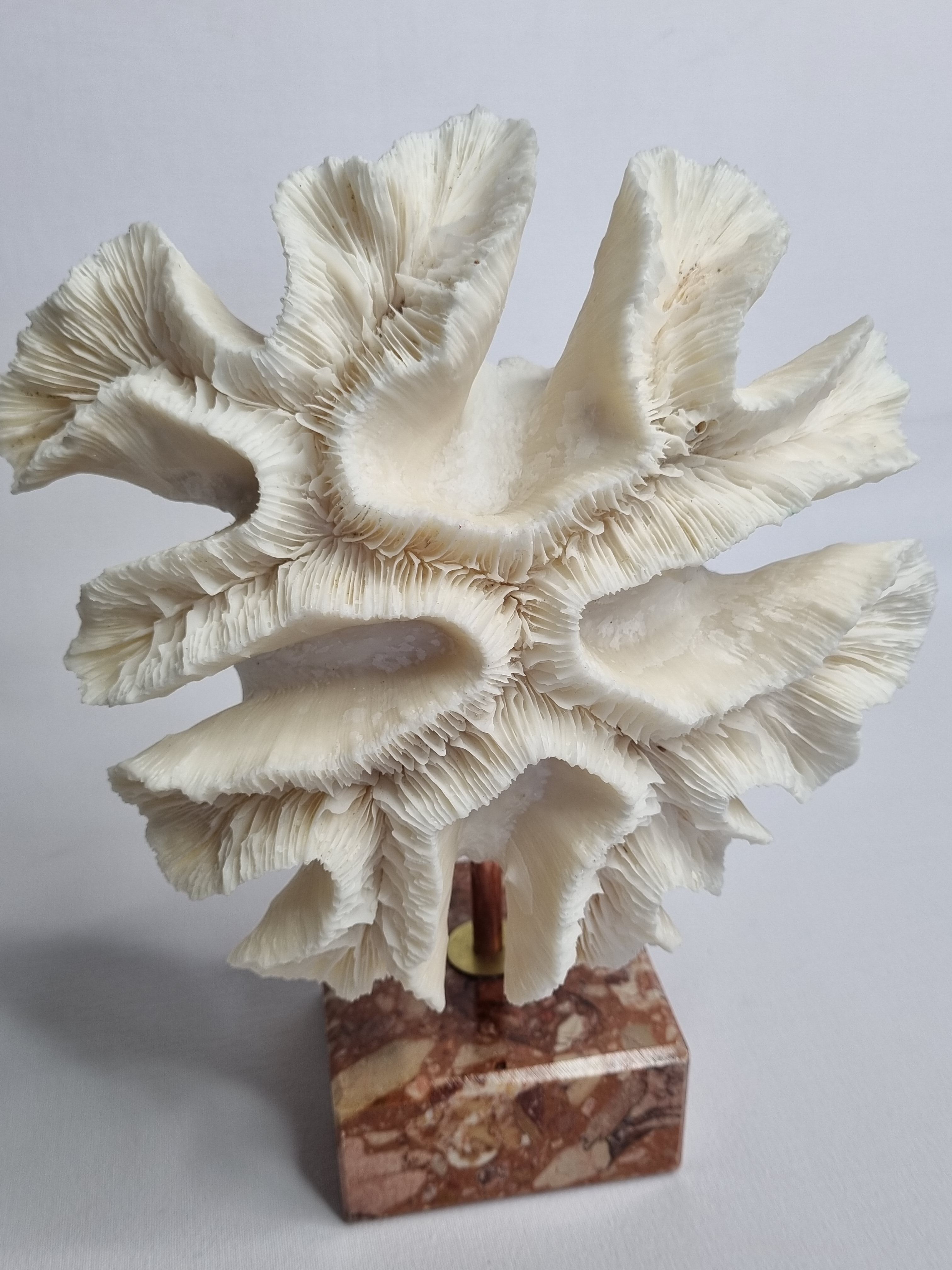 Old white coral "méandrine" on marble base, 25 cm