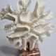 Old white coral "méandrine" on marble base, 25 cm