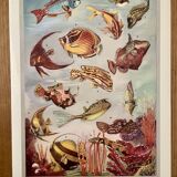 Illustrated plate of coral reef fish – 1950