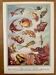 Illustrated plate of coral reef fish – 1950