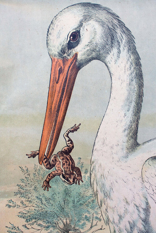 Affiche ''cigogne'' lithographie Karl Jansky Böhmen 1897