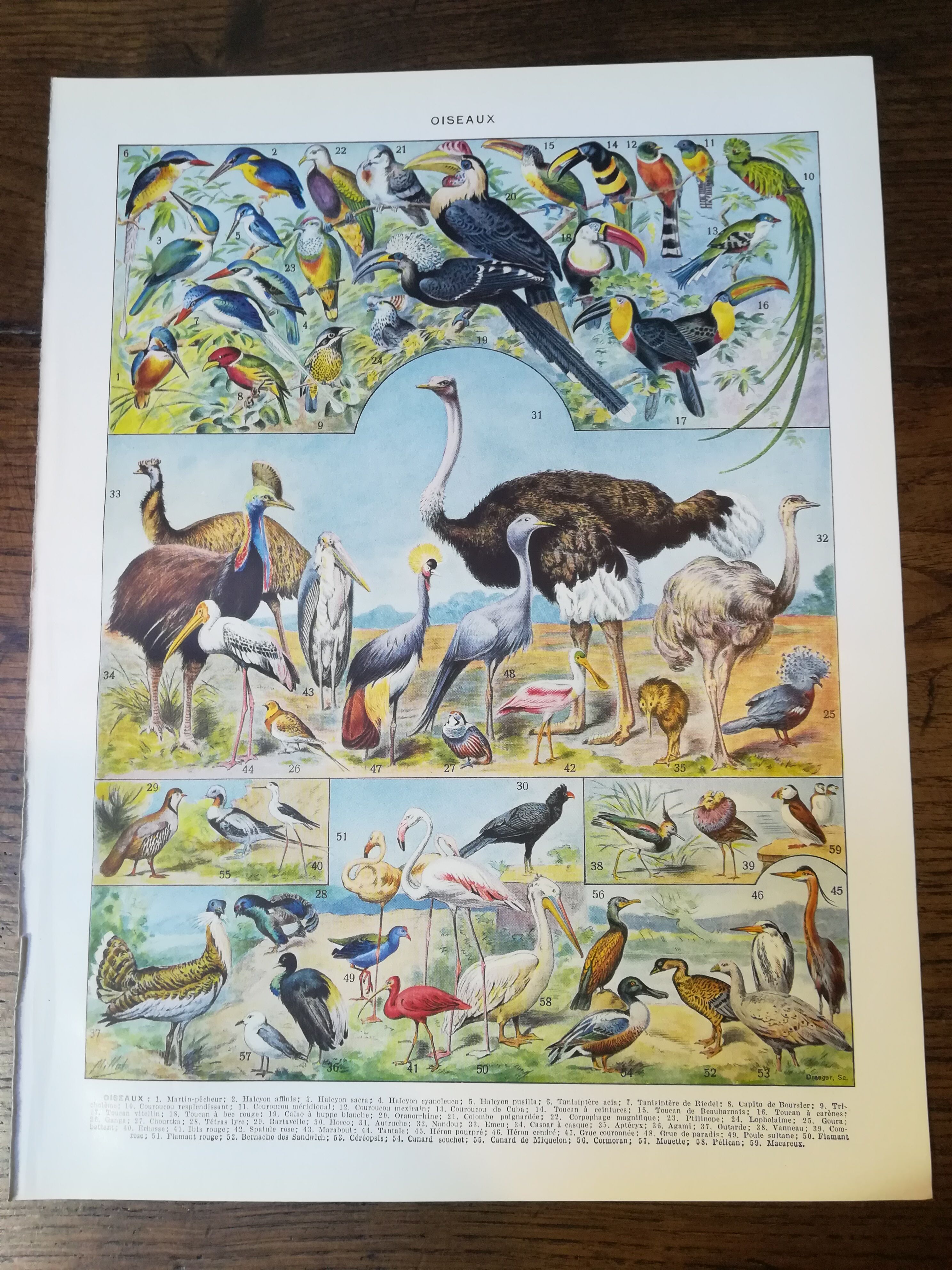 Lithograph on birds of 1928 "ostrich"