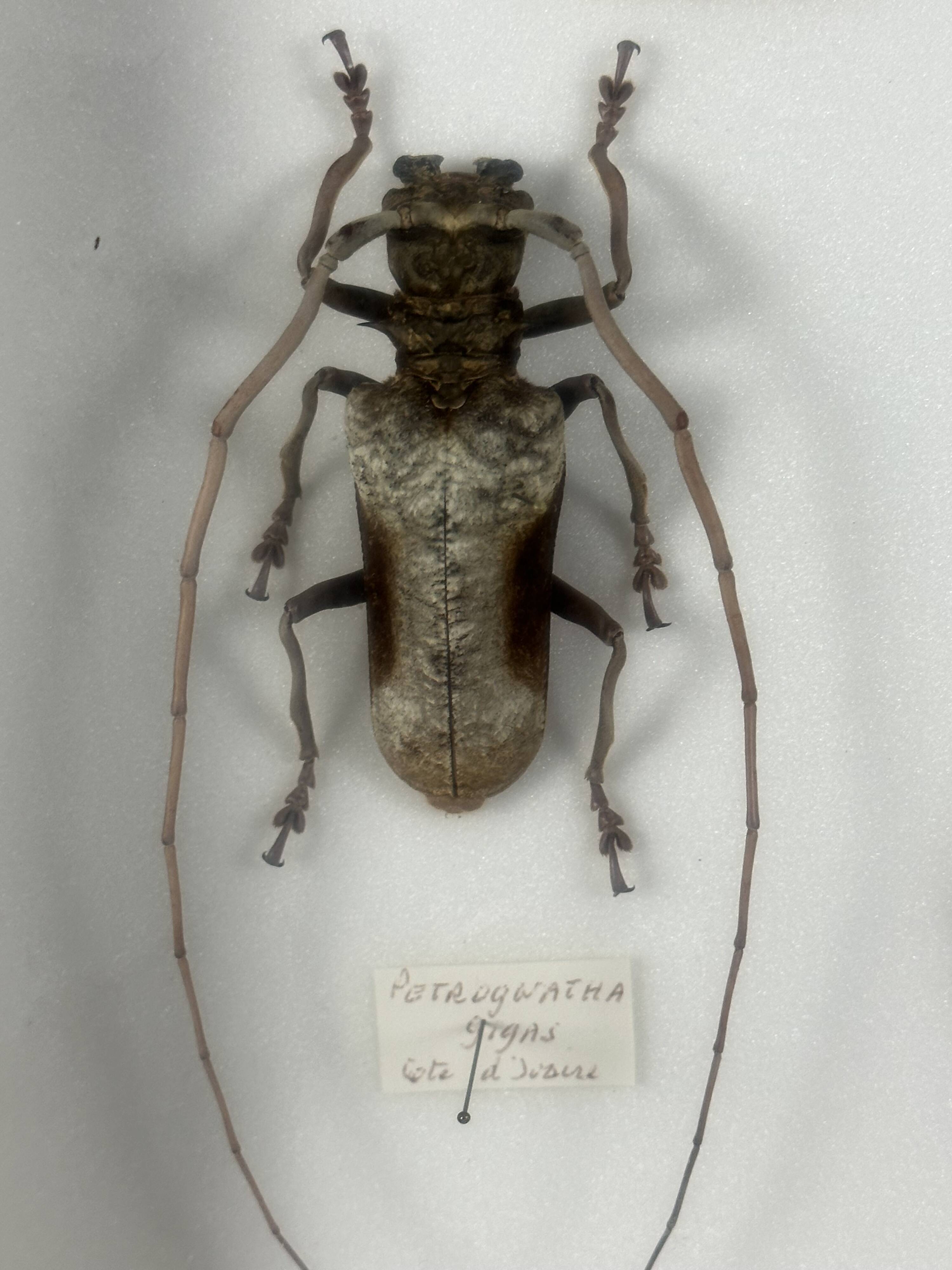 Old entomological insect frame 21 species