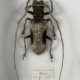 Old entomological insect frame 21 species